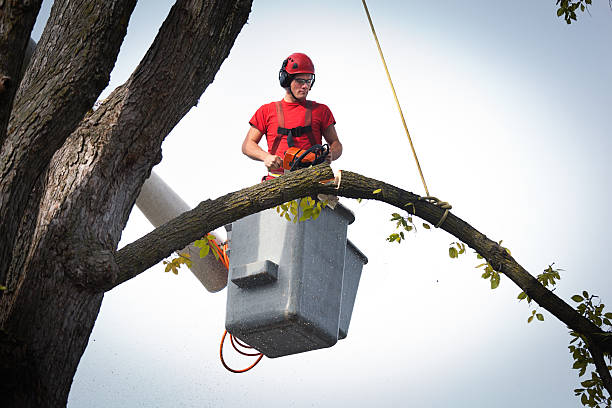 Professional Tree Service in Duluth, WA
